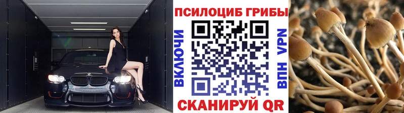 даркнет сайт  Бежецк  ОМГ ОМГ ссылка  Галлюциногенные грибы Psilocybe 